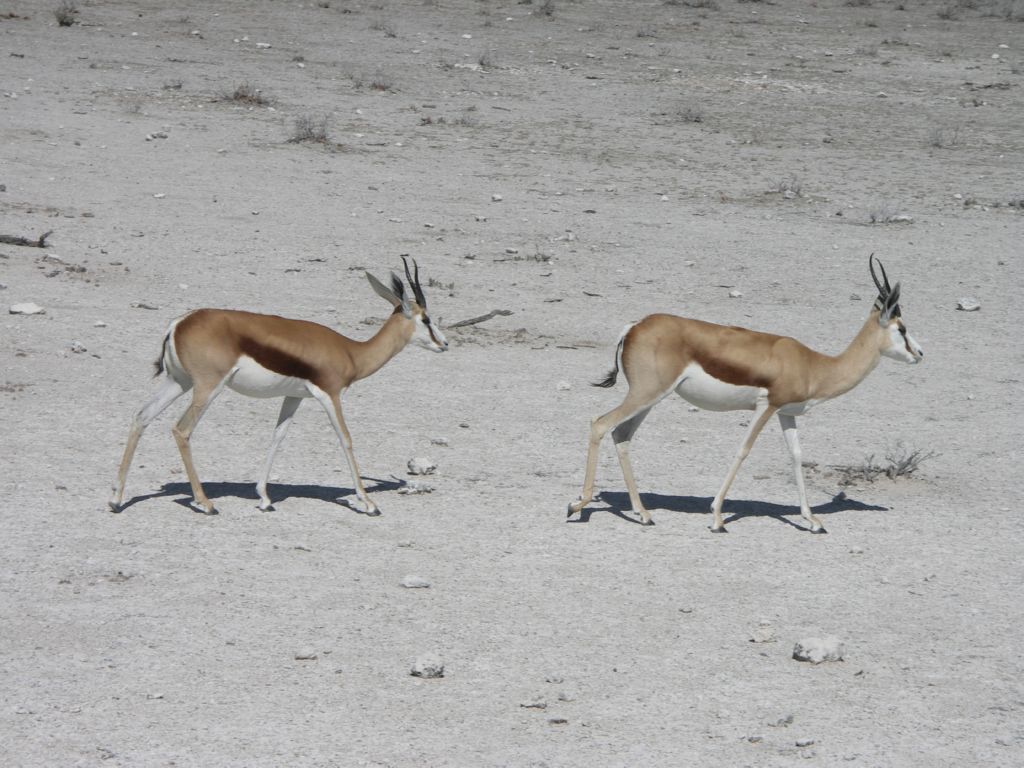 etosha springbock